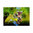 Playmobil 70815 Fauno ¡Playmofriends!